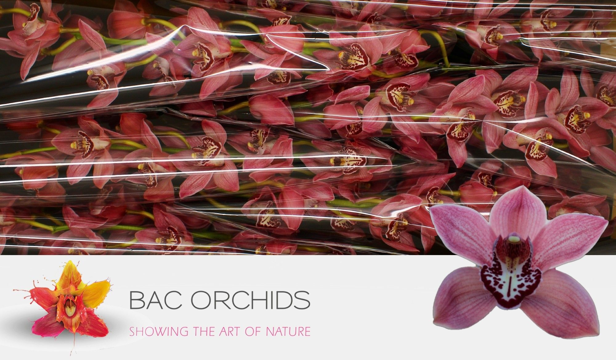 Cymbidium large flowered PIN-UP