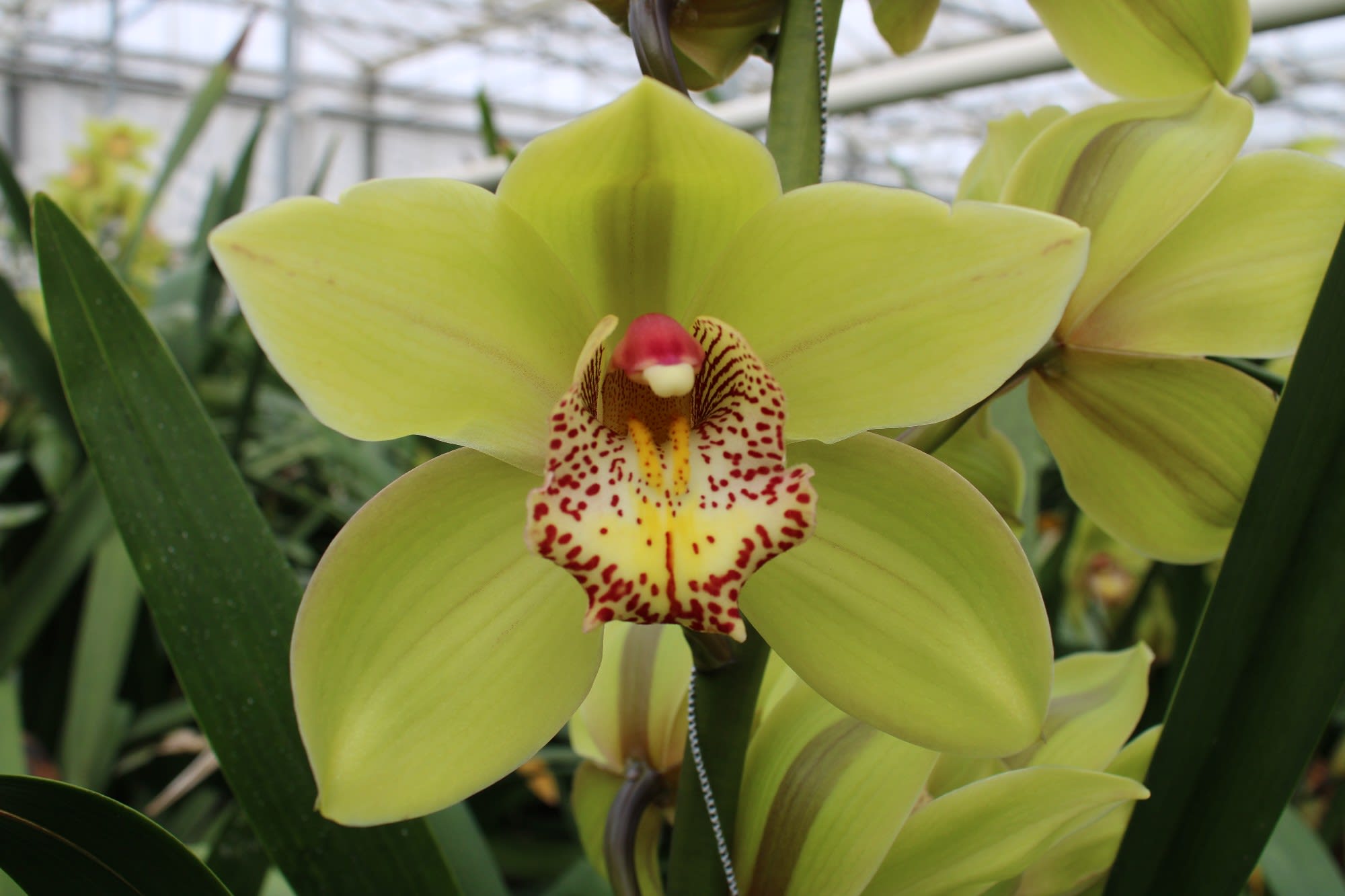 Cymbidium large flowered MELISSA