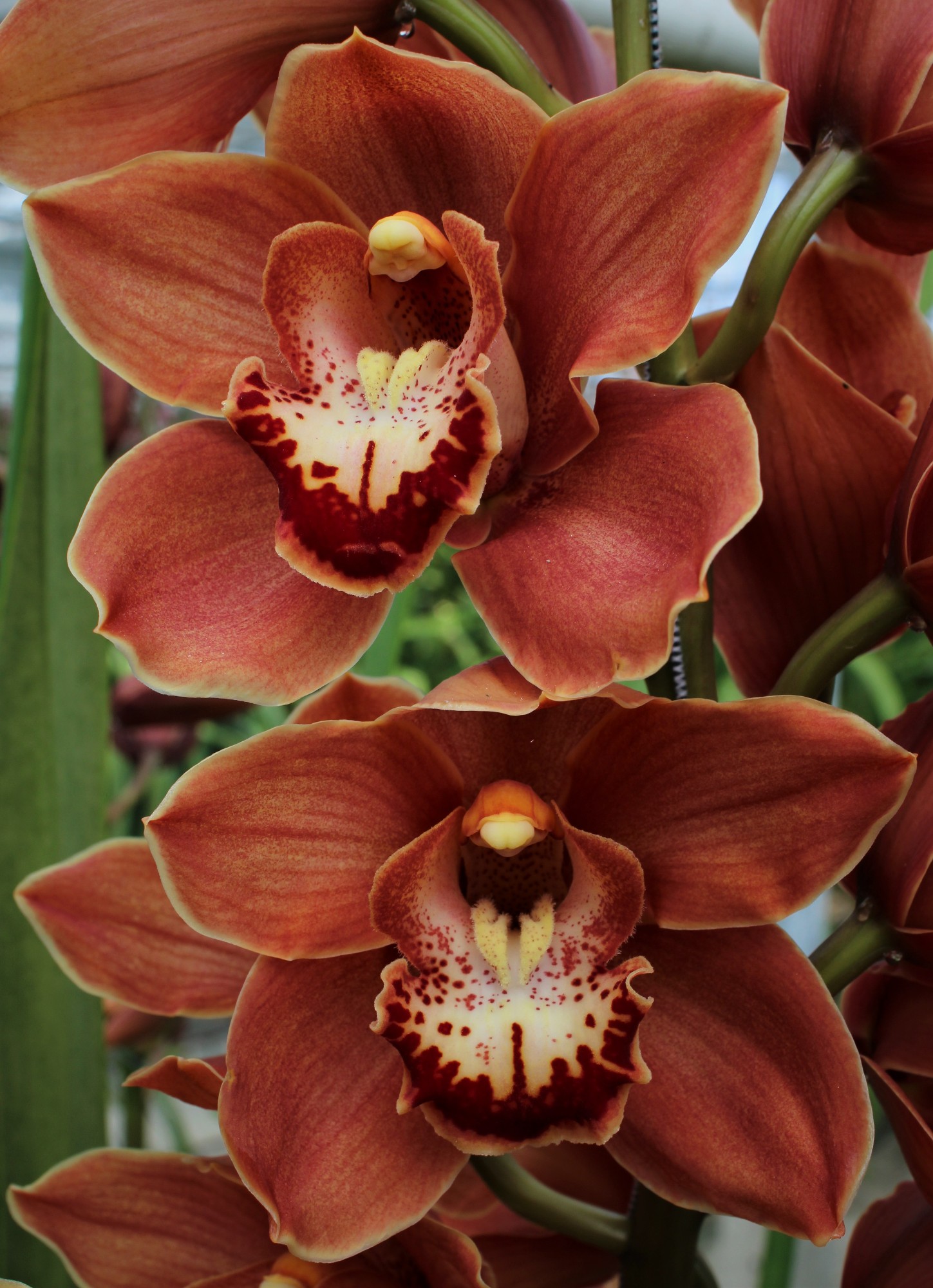 Cymbidium large flowered BRITNEY