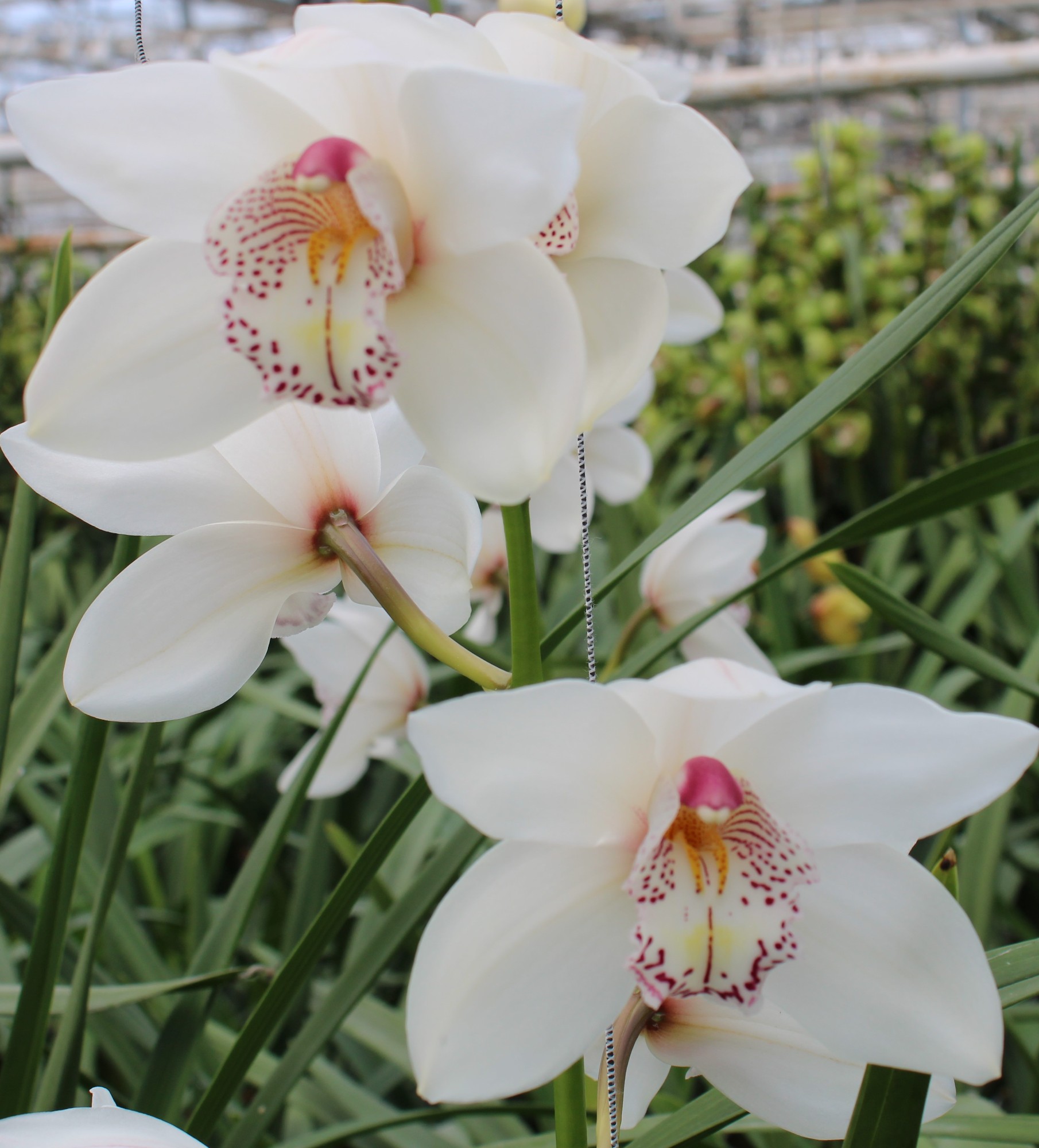 Cymbidium large flowered WHITE CRYSTAL