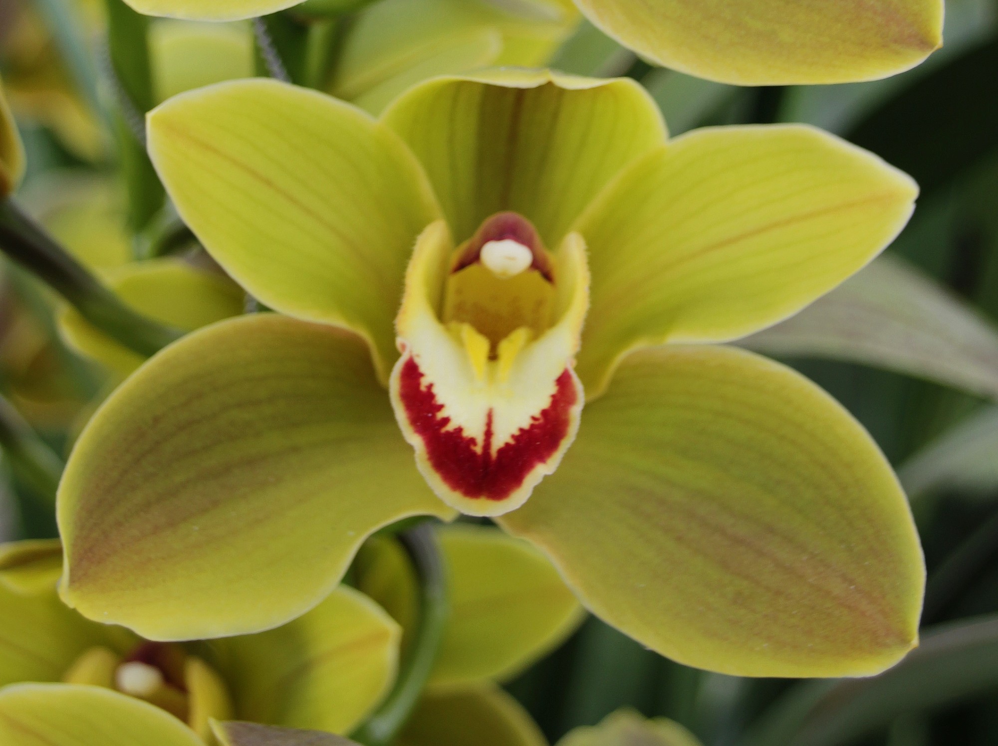 Cymbidium large flowered JUNGLE TRAIL