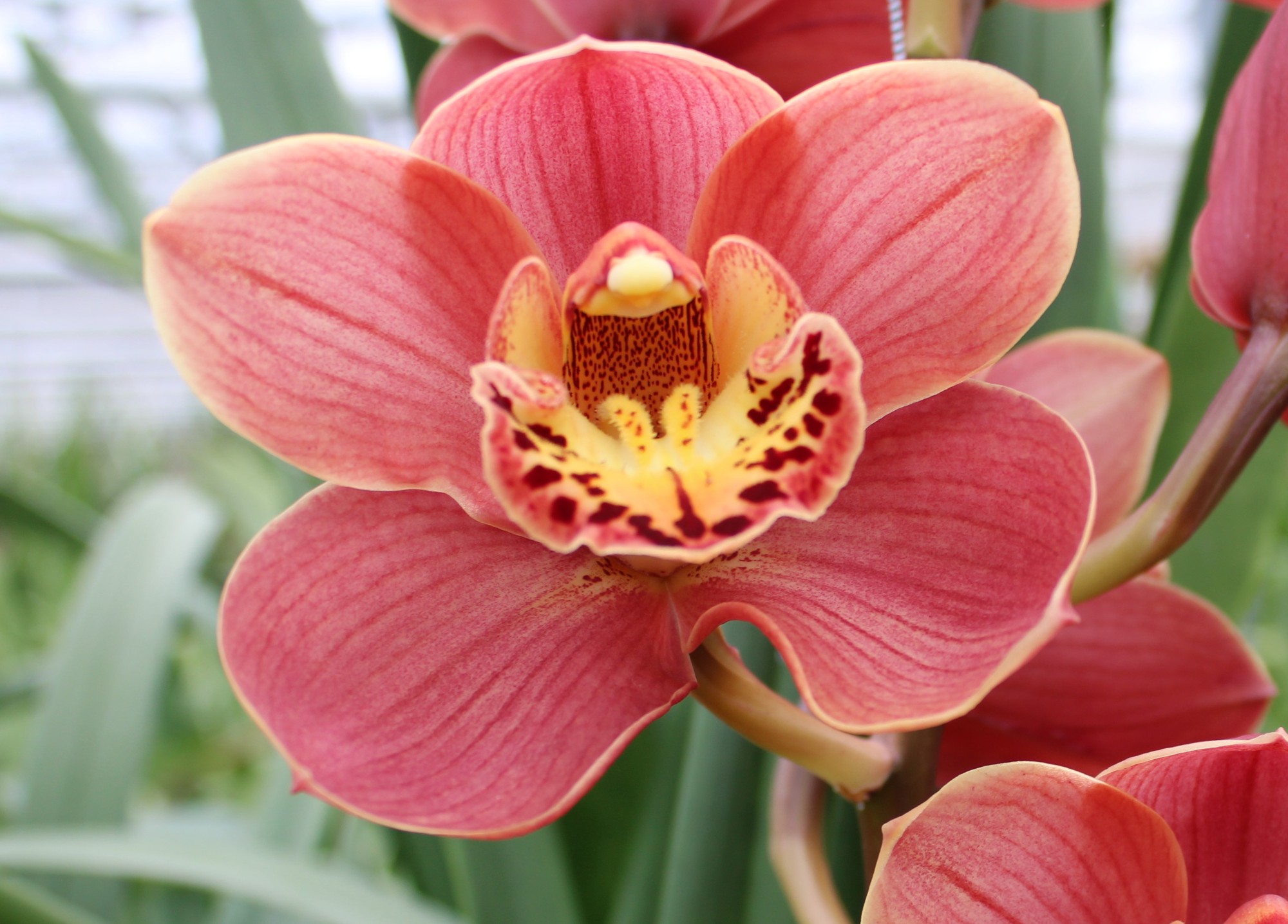 Cymbidium large flowered SALMON