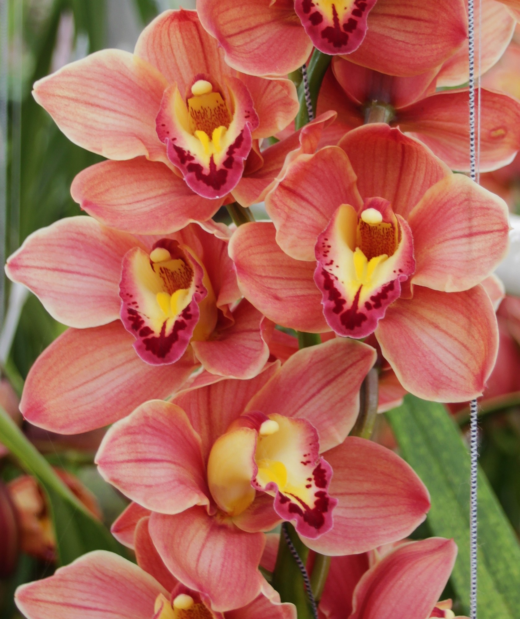 Cymbidium large flowered TREASURE