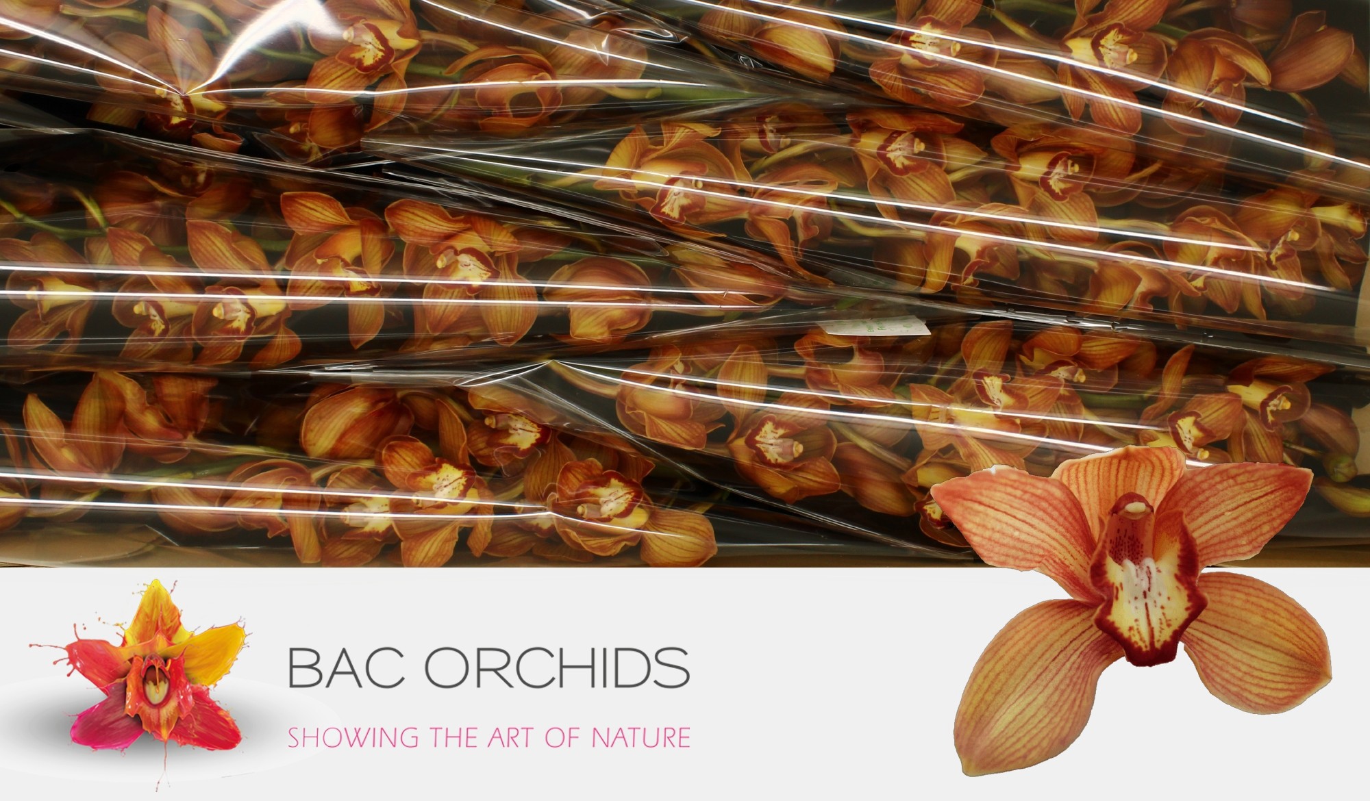 Cymbidium large flowered ORANJE HOLLAND