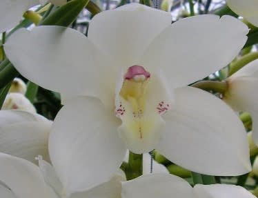 Cymbidium large flowered EARLY WHITE