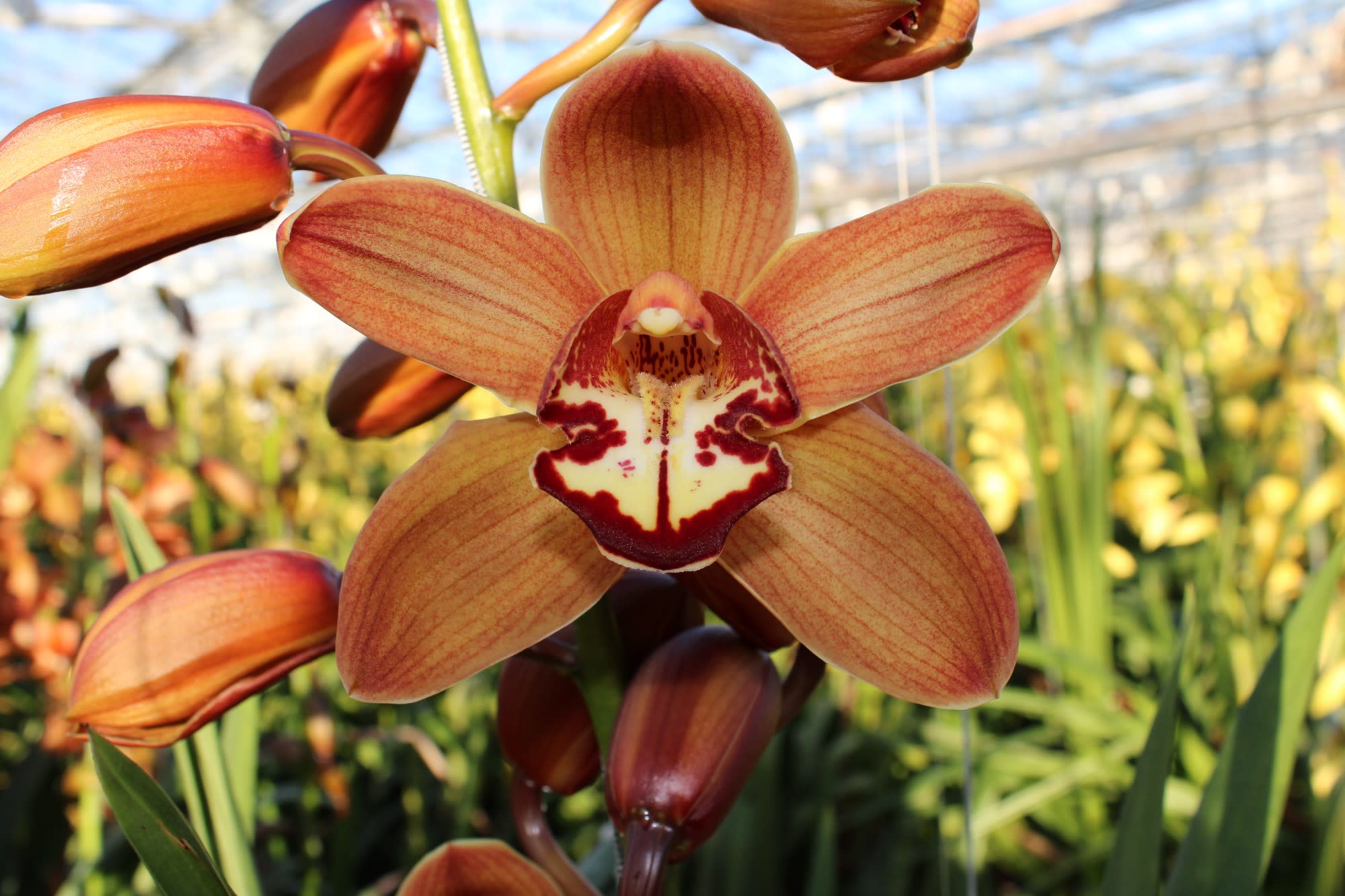 Cymbidium large flowered MICHELLE