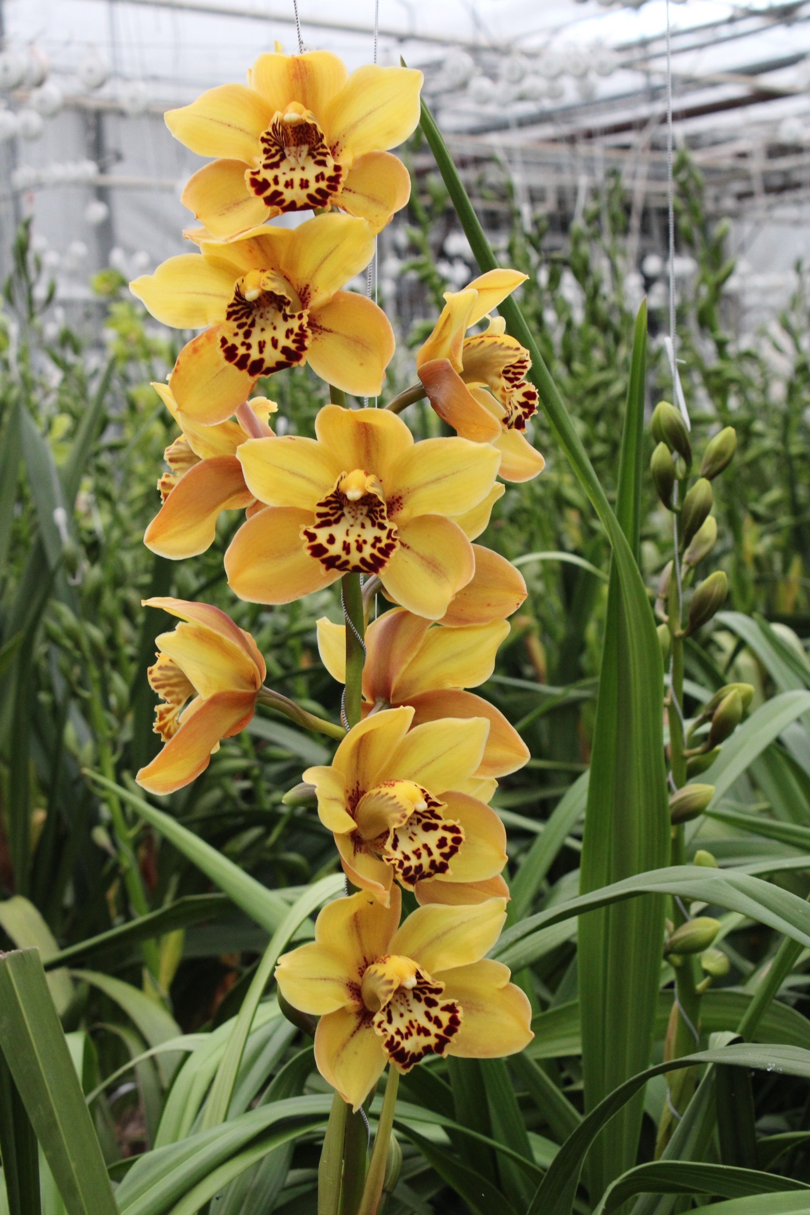 Cymbidium large flowered AUSTRALIAN TIGER