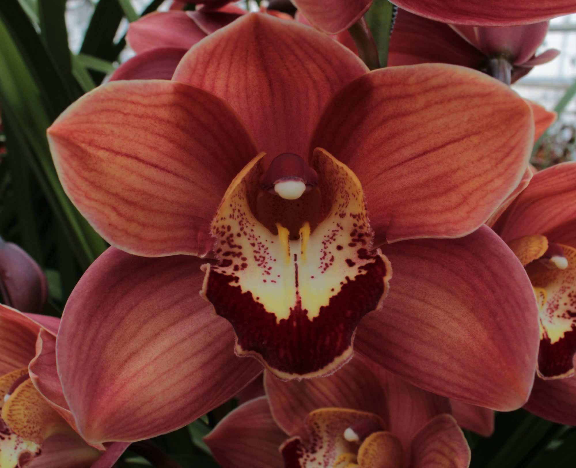 Cymbidium large flowered VICTORIA