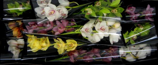 Cymbidium large flowered GEM