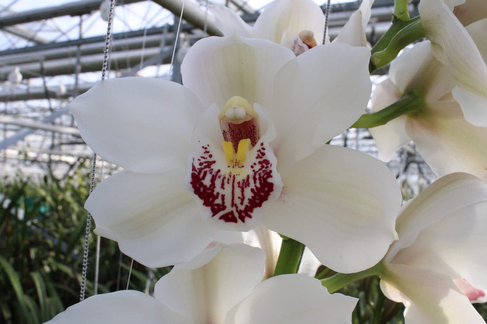Cymbidium large flowered MELINE