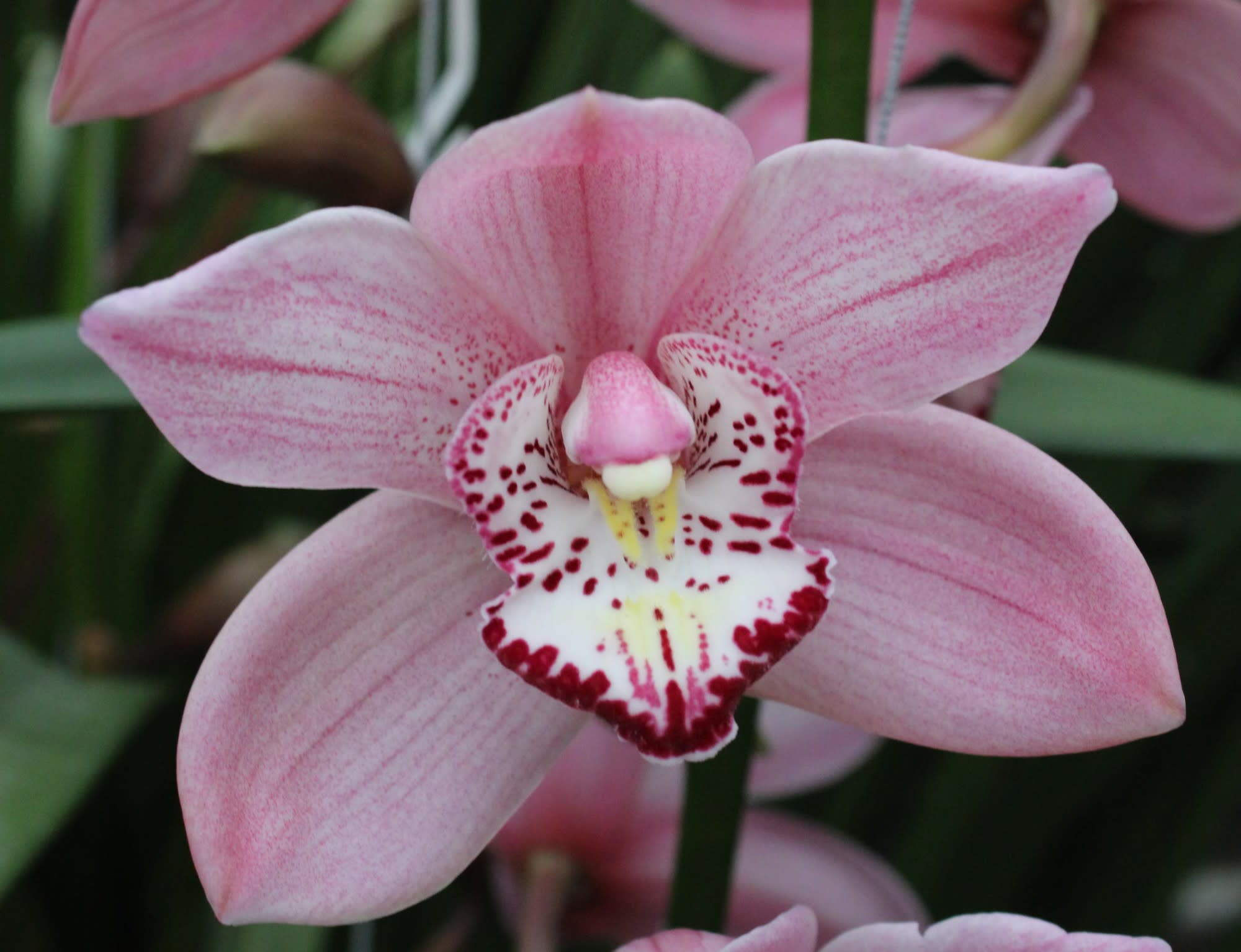 Cymbidium large flowered PINK BRILJANT