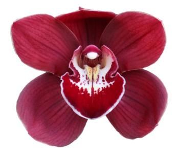 Cymbidium large flowered BLOODY MARY