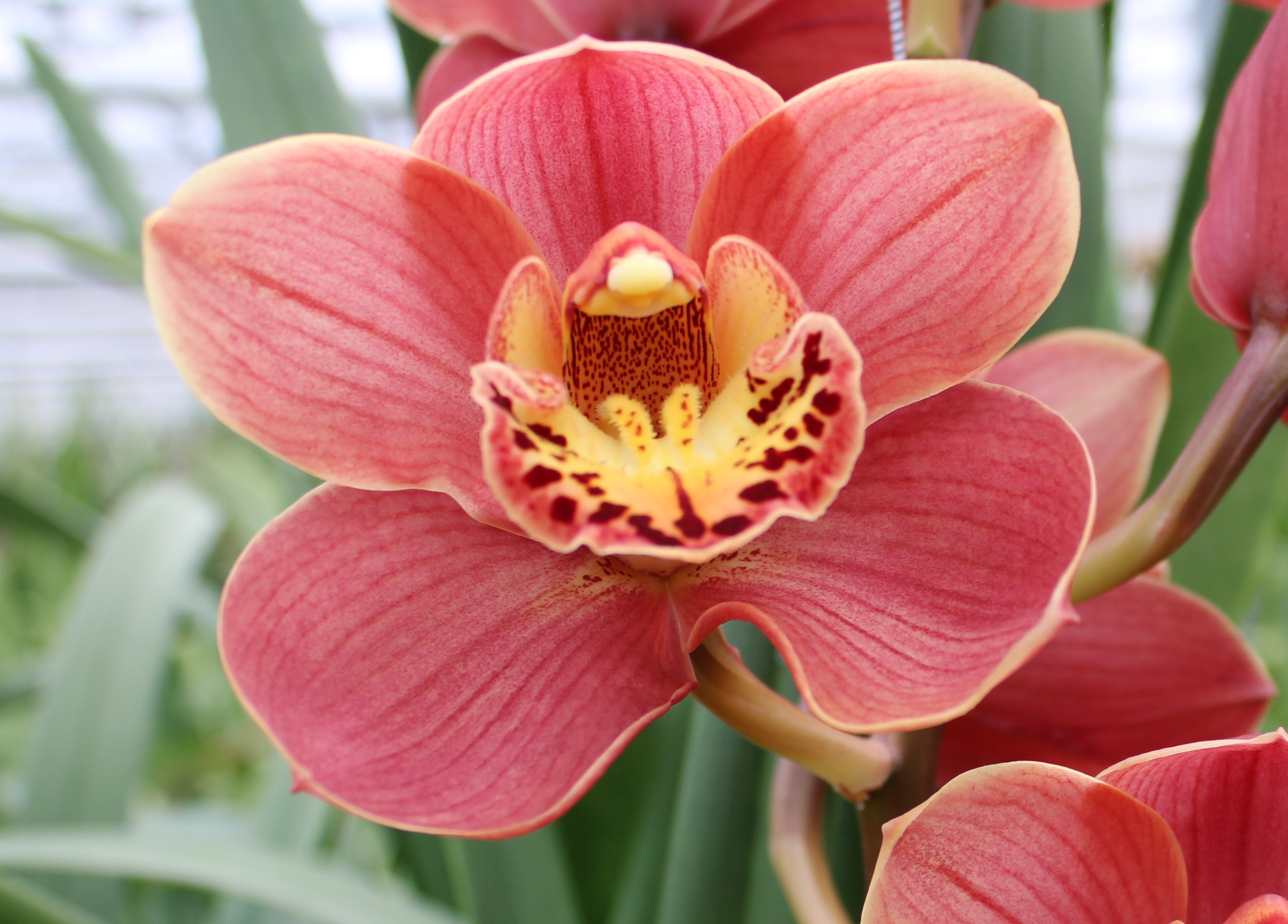 Cymbidium large flowered CORAL SUN