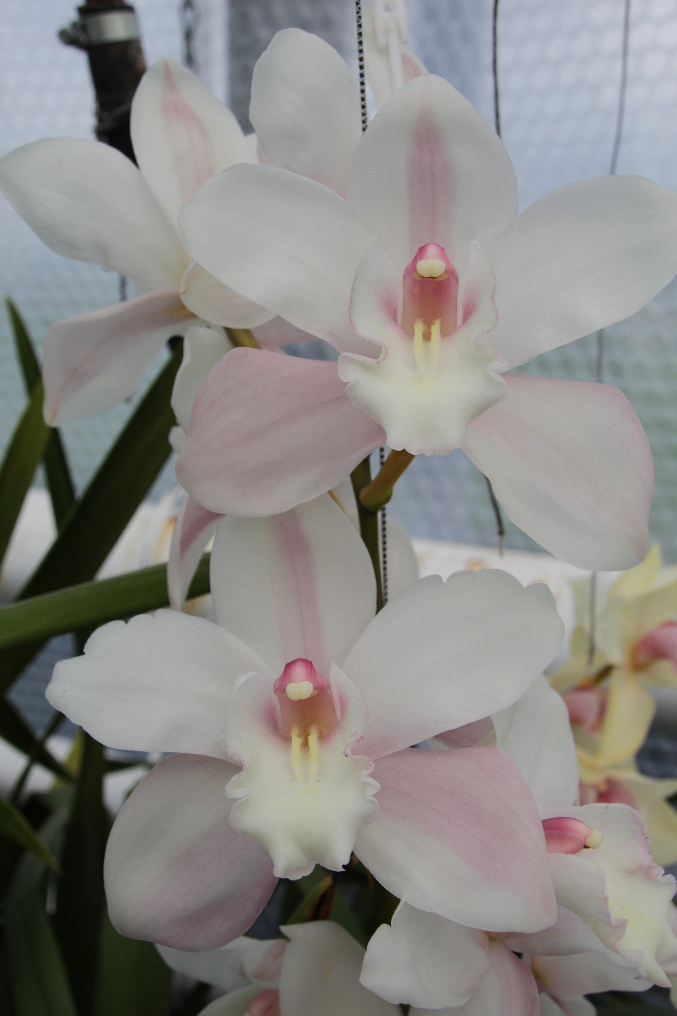 Cymbidium large flowered SNOWCASTLE
