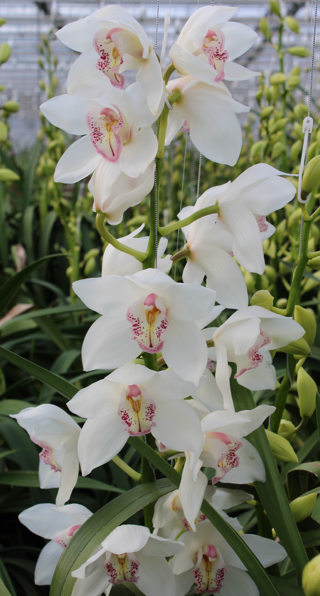 Cymbidium large flowered NATALE BIANCO