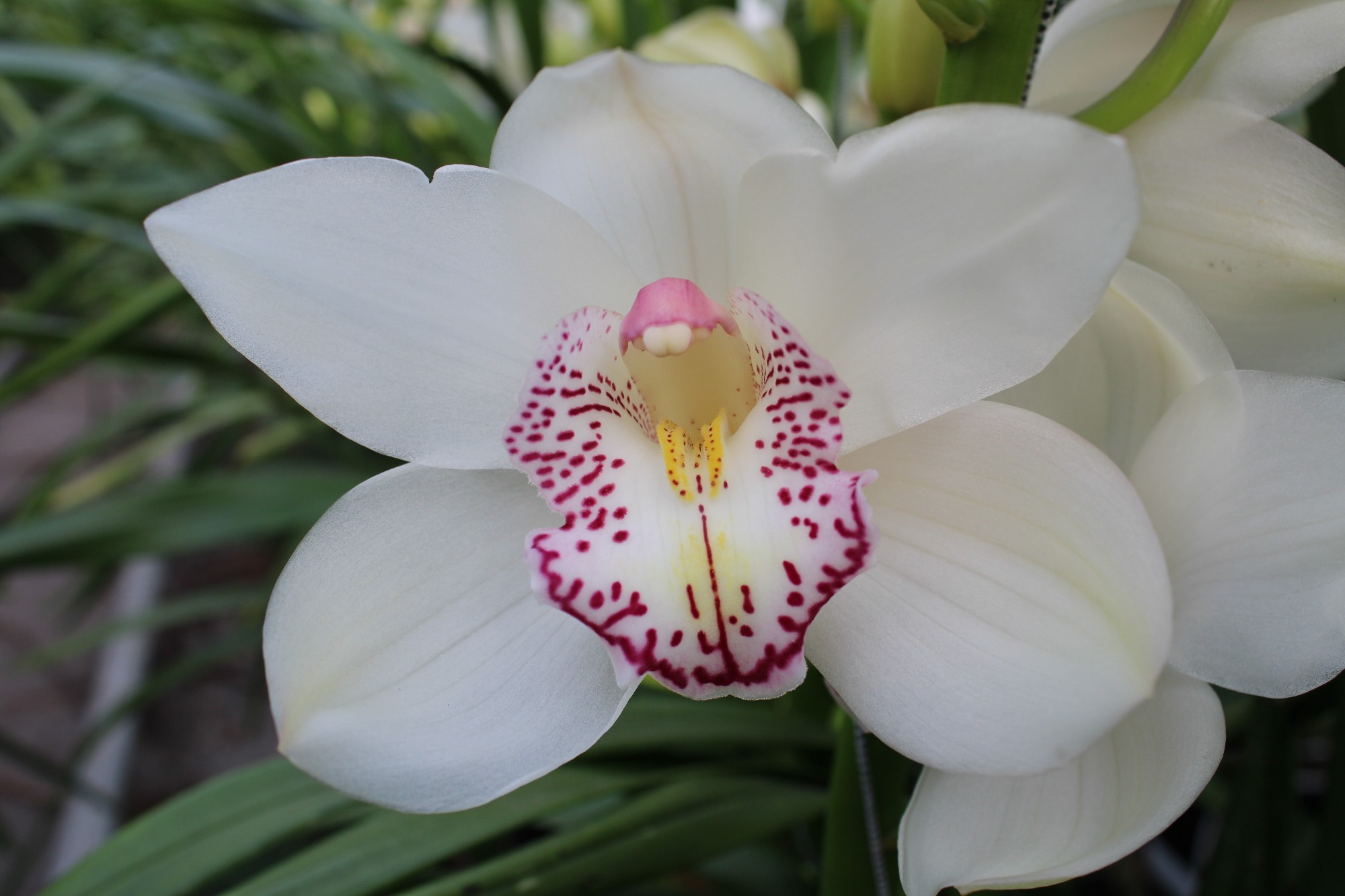 Cymbidium large flowered HMS LISETTE