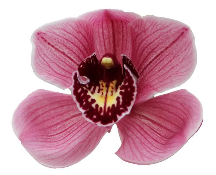 Cymbidium large flowered JANNET