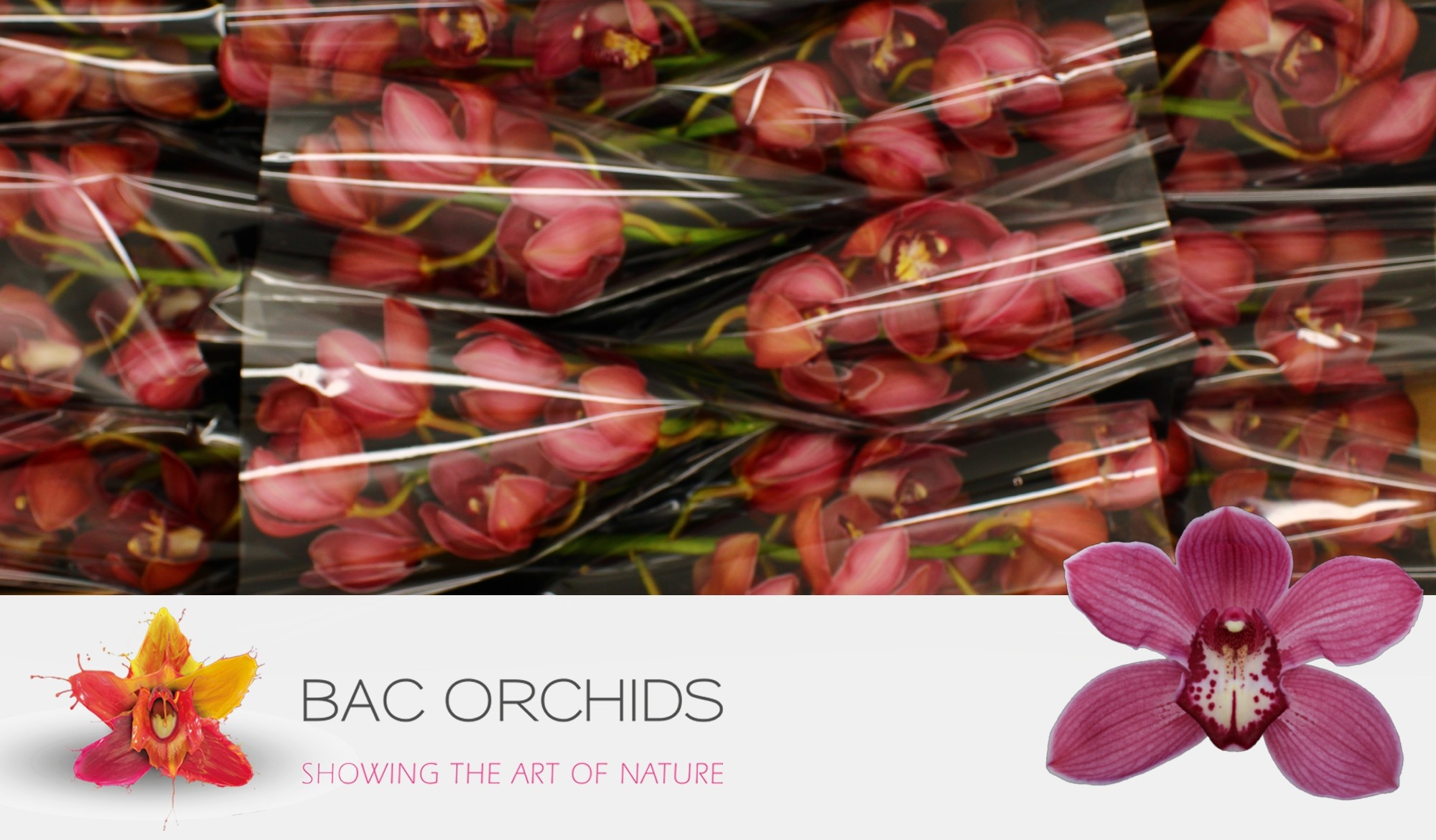 Cymbidium large flowered RED DREAM