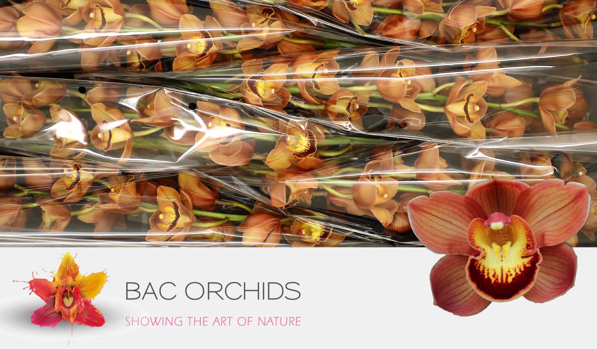 Cymbidium large flowered AUSTRALIAN PRICE