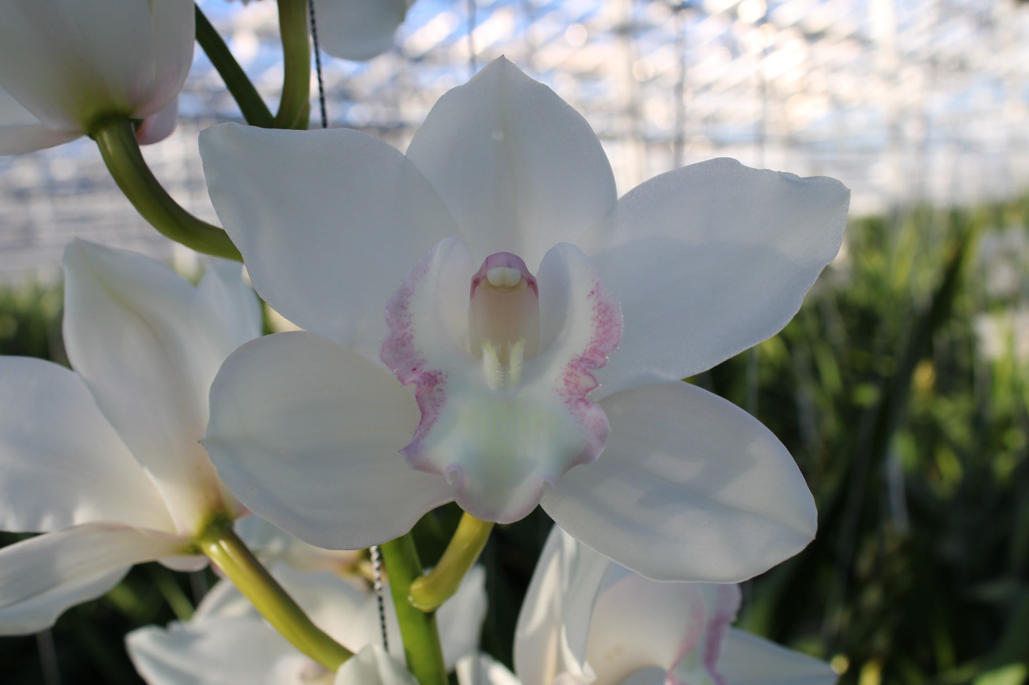 Cymbidium large flowered SNOWCASTLE