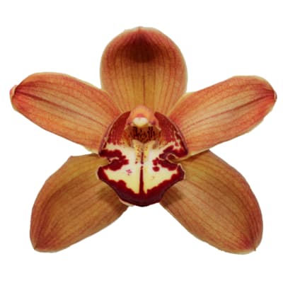 Cymbidium large flowered MICHELLE