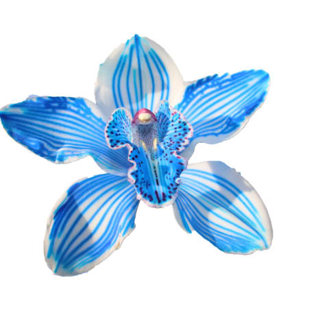 Cymbidium large flowered KLB H%