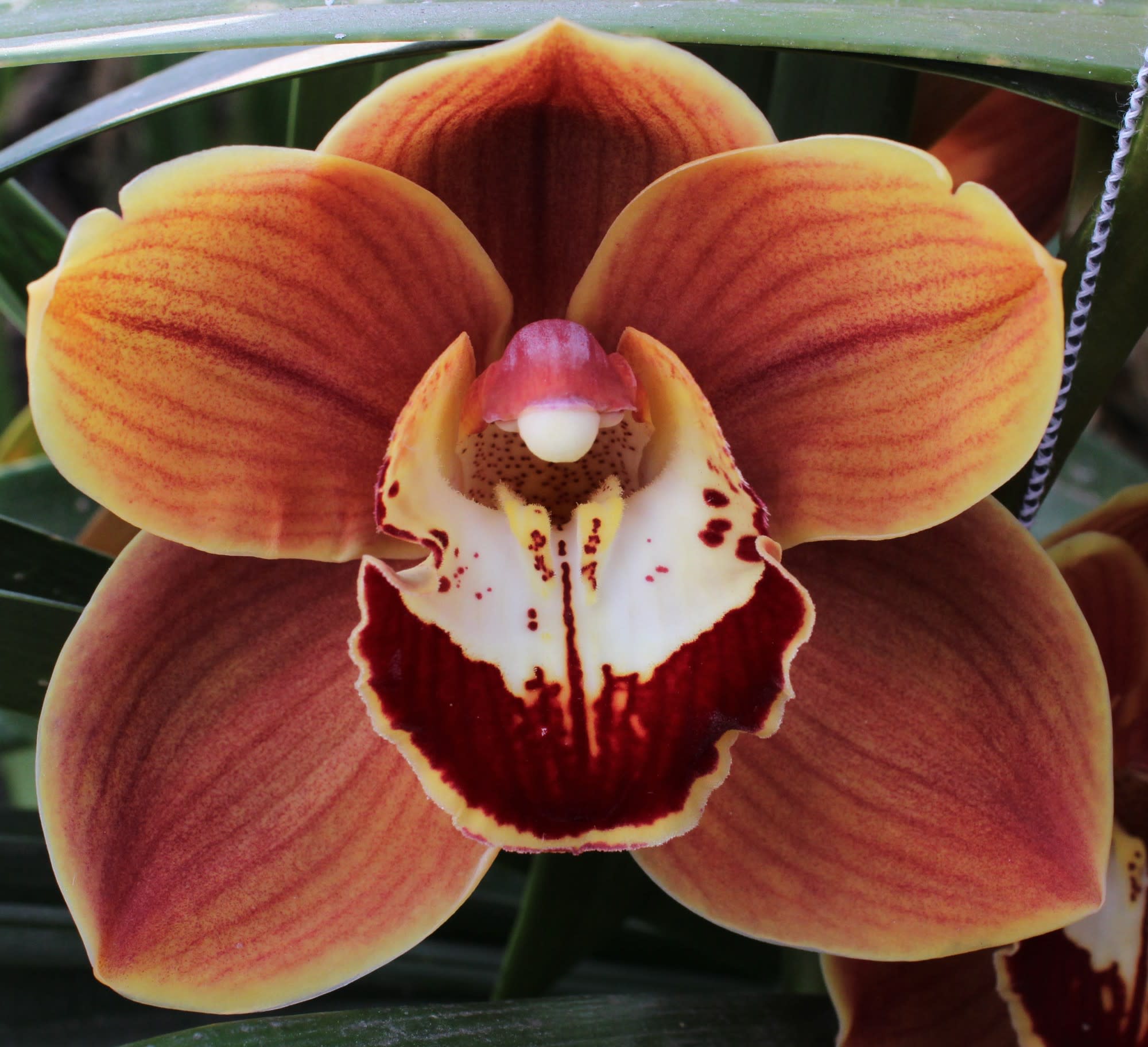 Cymbidium large flowered RENE S WISH