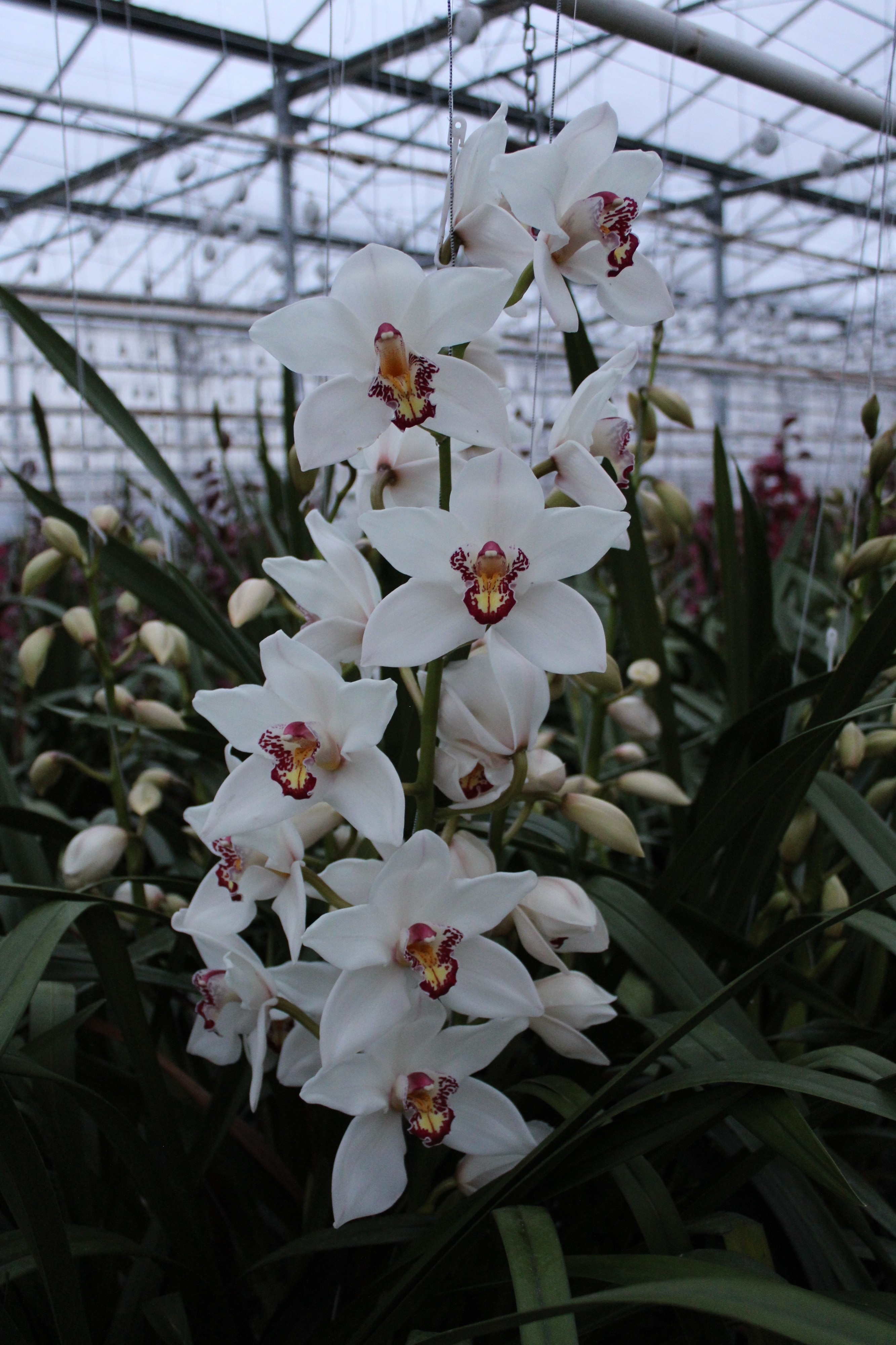 Cymbidium large flowered Cymb T Judas