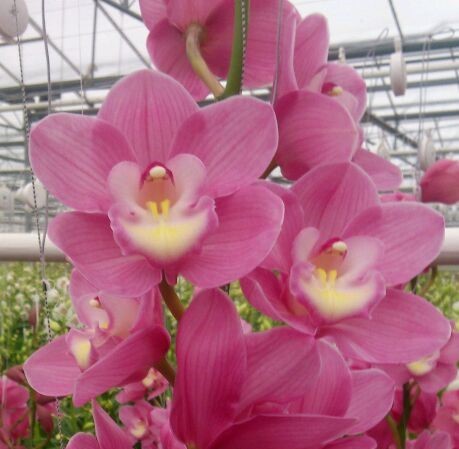 Cymbidium large flowered MARITA