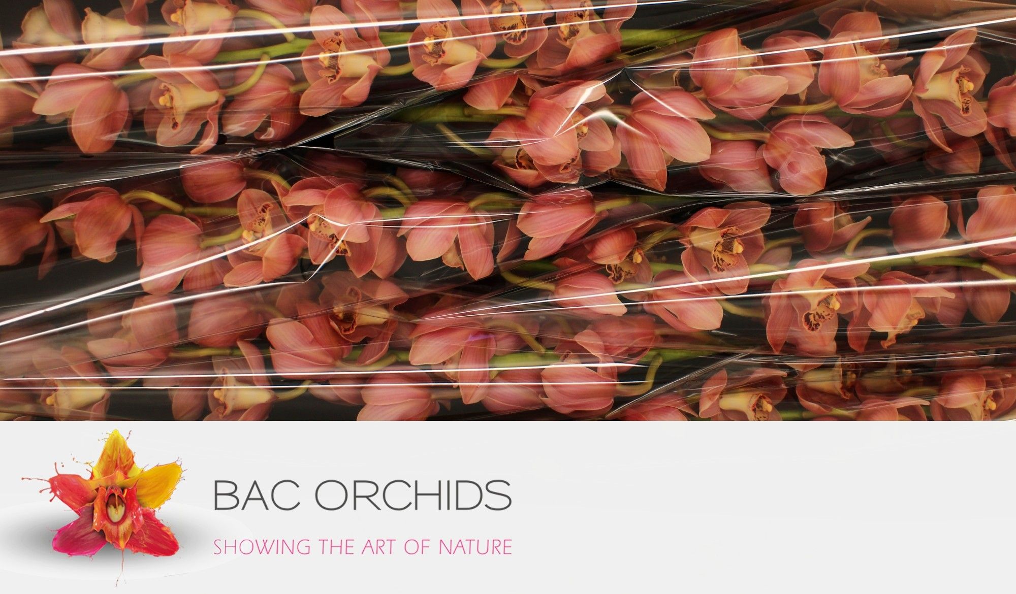 Cymbidium large flowered CORAL SUN