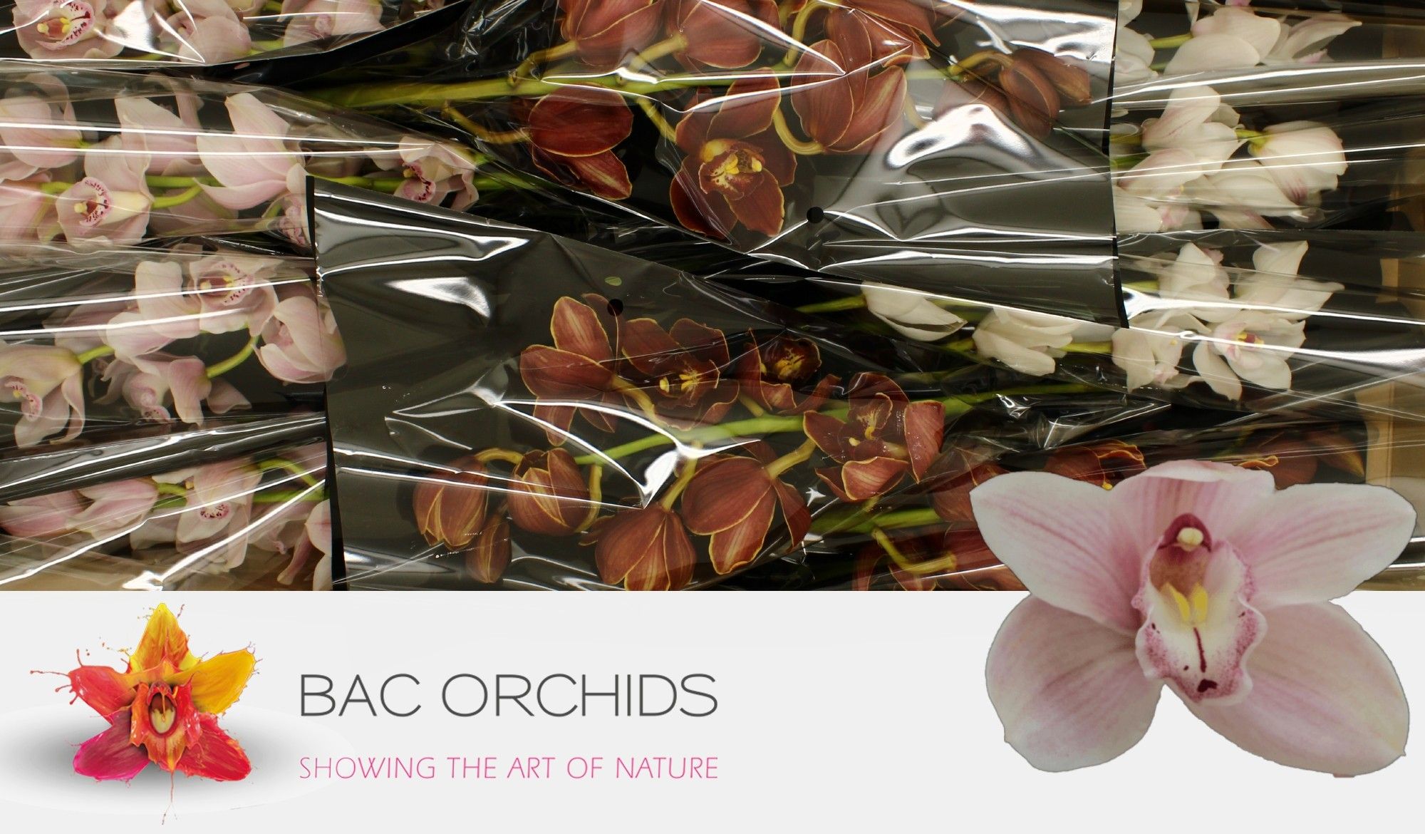 Cymbidium large flowered M-MIX3r