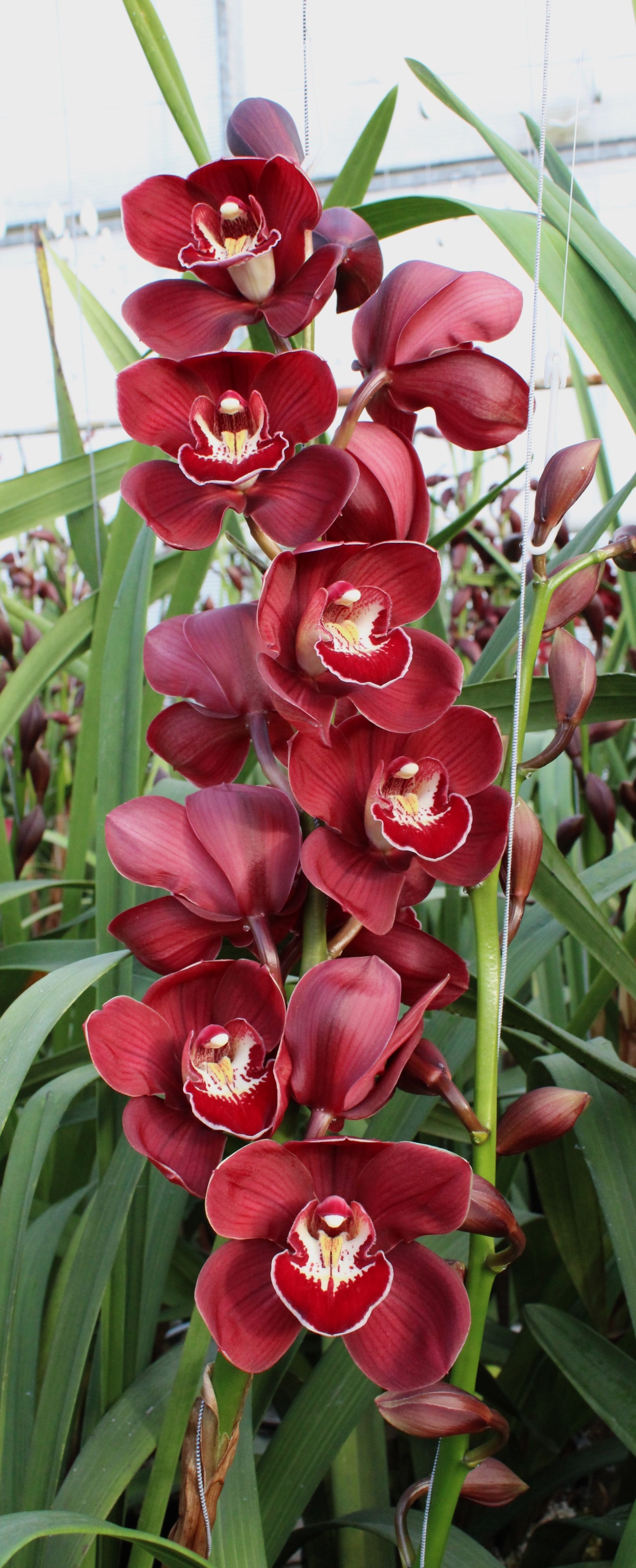 Cymbidium large flowered BLOODY MARY