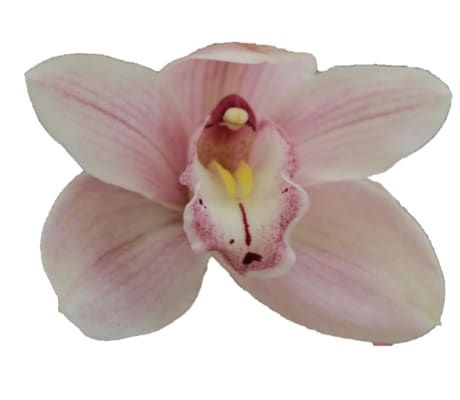 Cymbidium large flowered DELMONTE