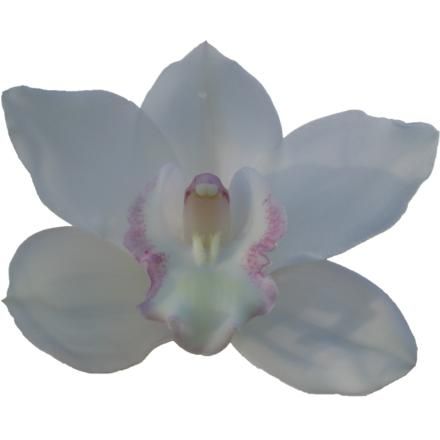 Cymbidium large flowered Cymb T SNOWCASTLE