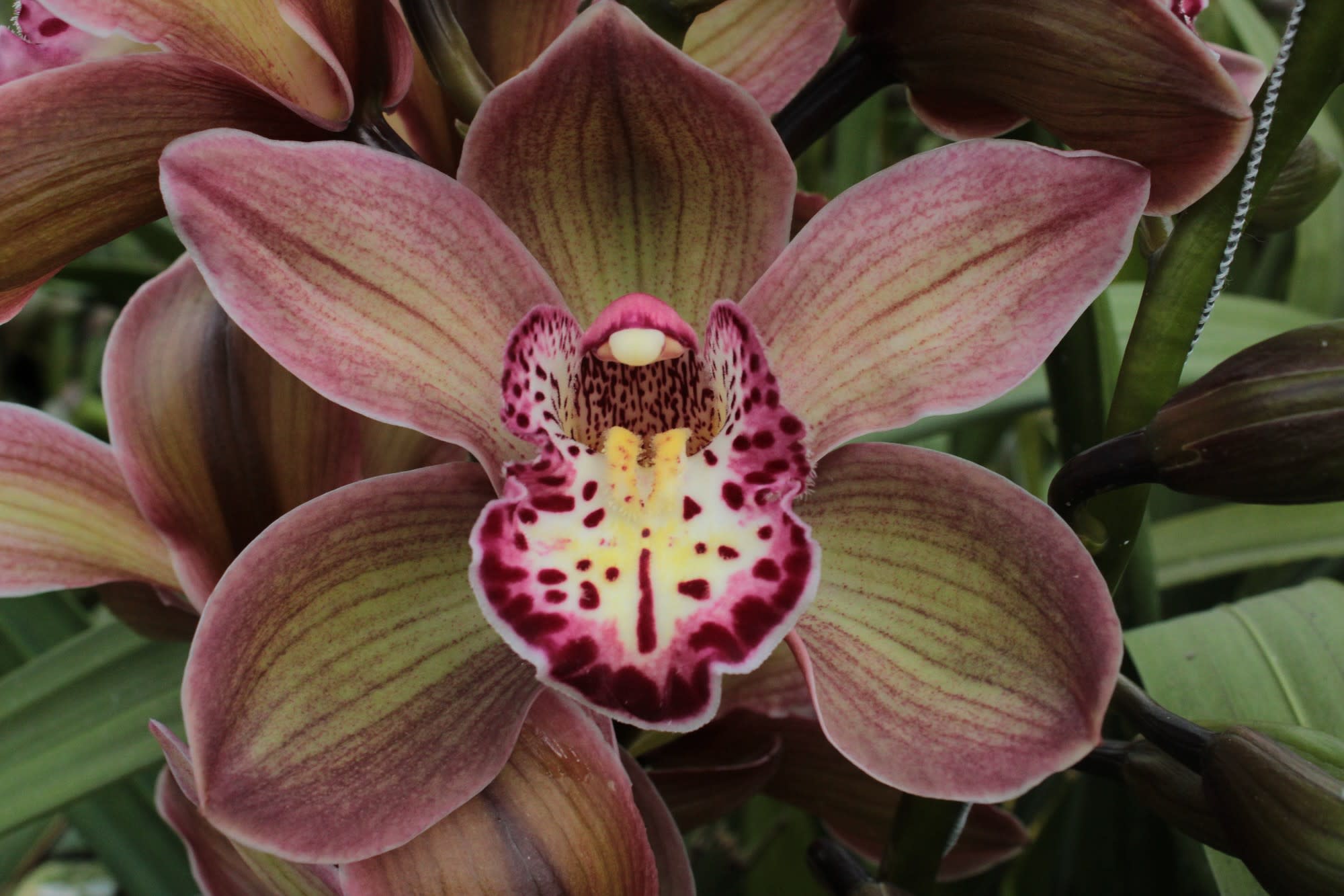 Cymbidium large flowered DARK SAPPHIRE