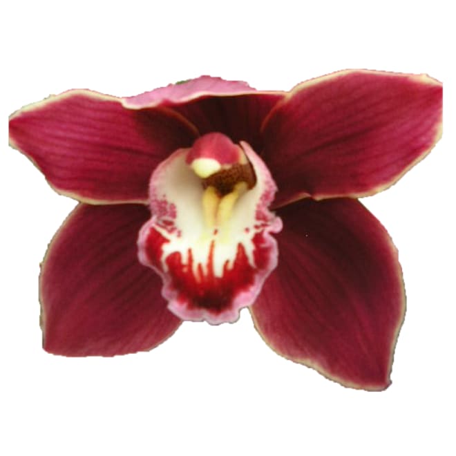 Cymbidium large flowered HENRIETTE