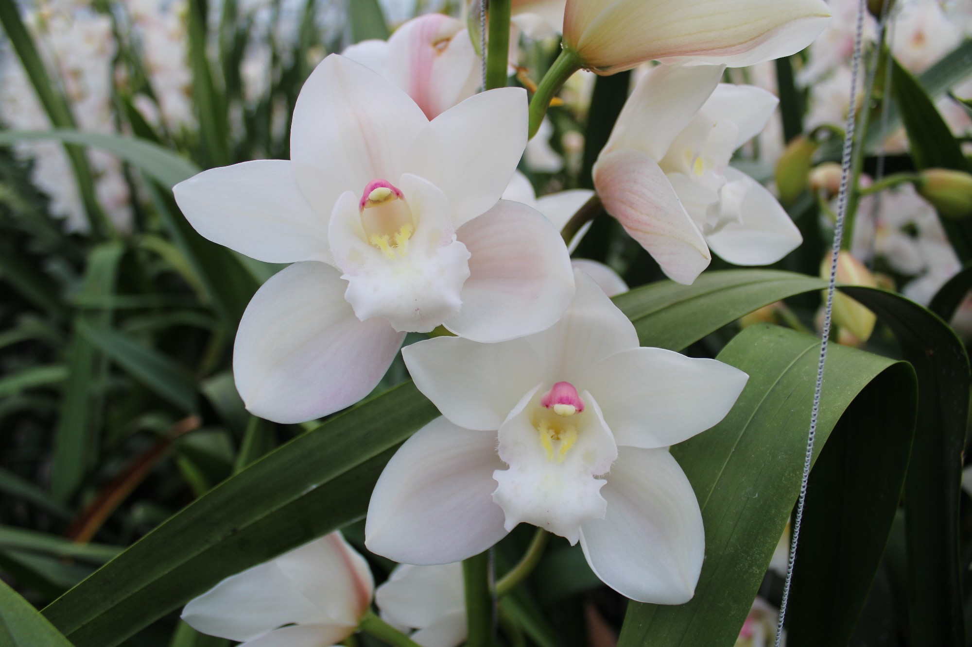 Cymbidium large flowered POMPEI