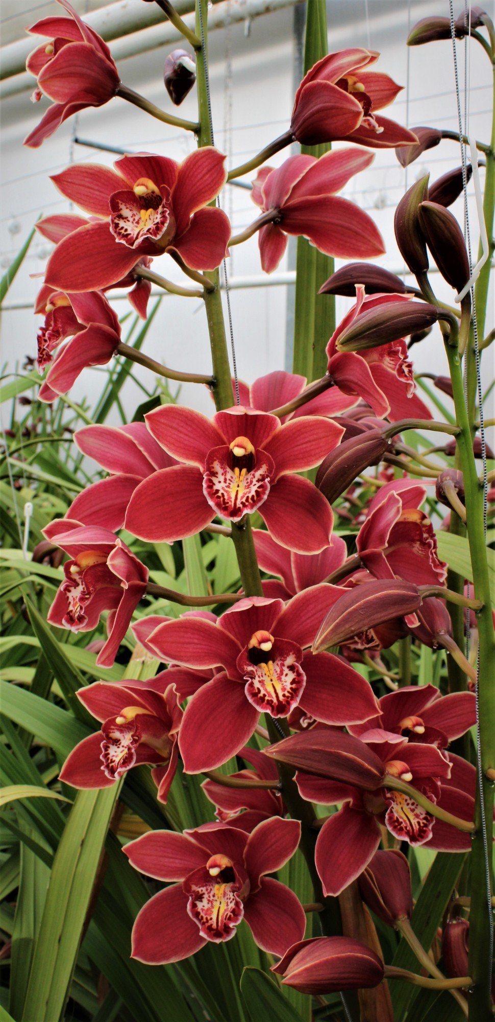 Cymbidium large flowered GRAND CANYON