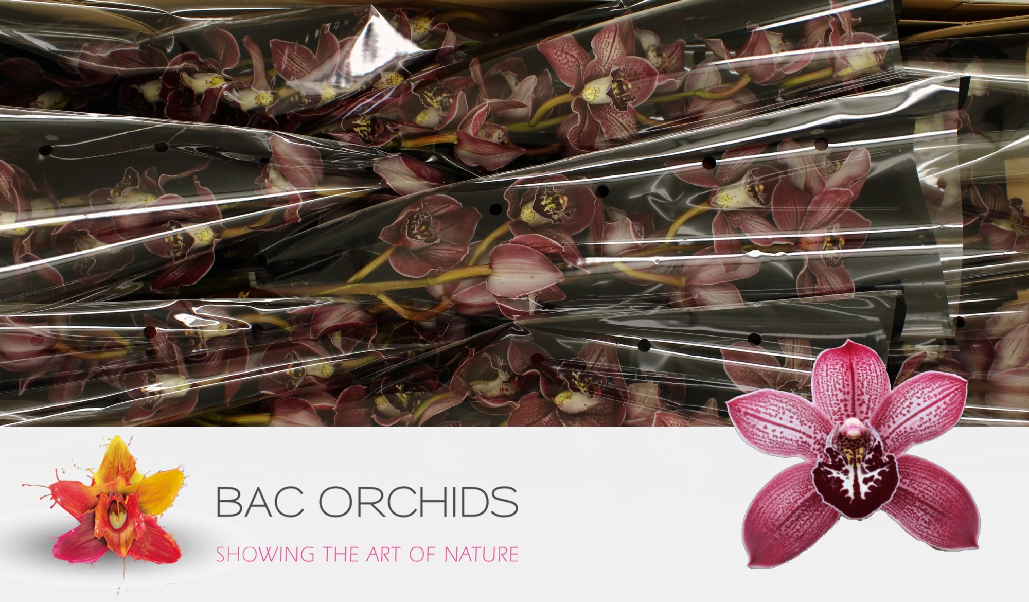 Cymbidium large flowered PURPLE SPECTACLE