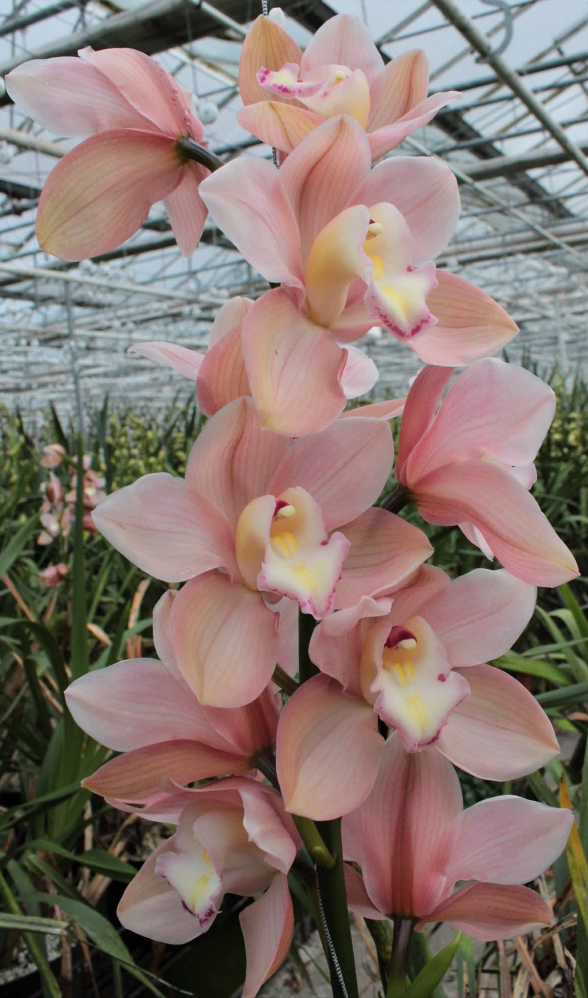 Cymbidium large flowered SALM DELIGHT
