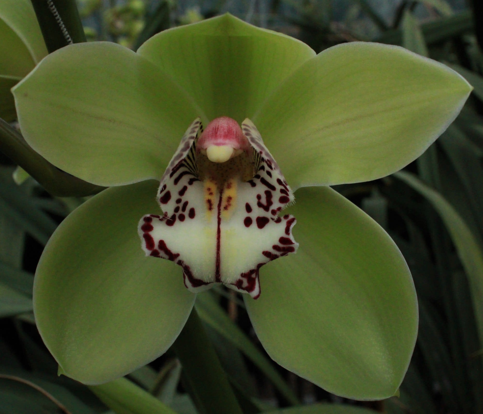 Cymbidium large flowered MRS R HOOD