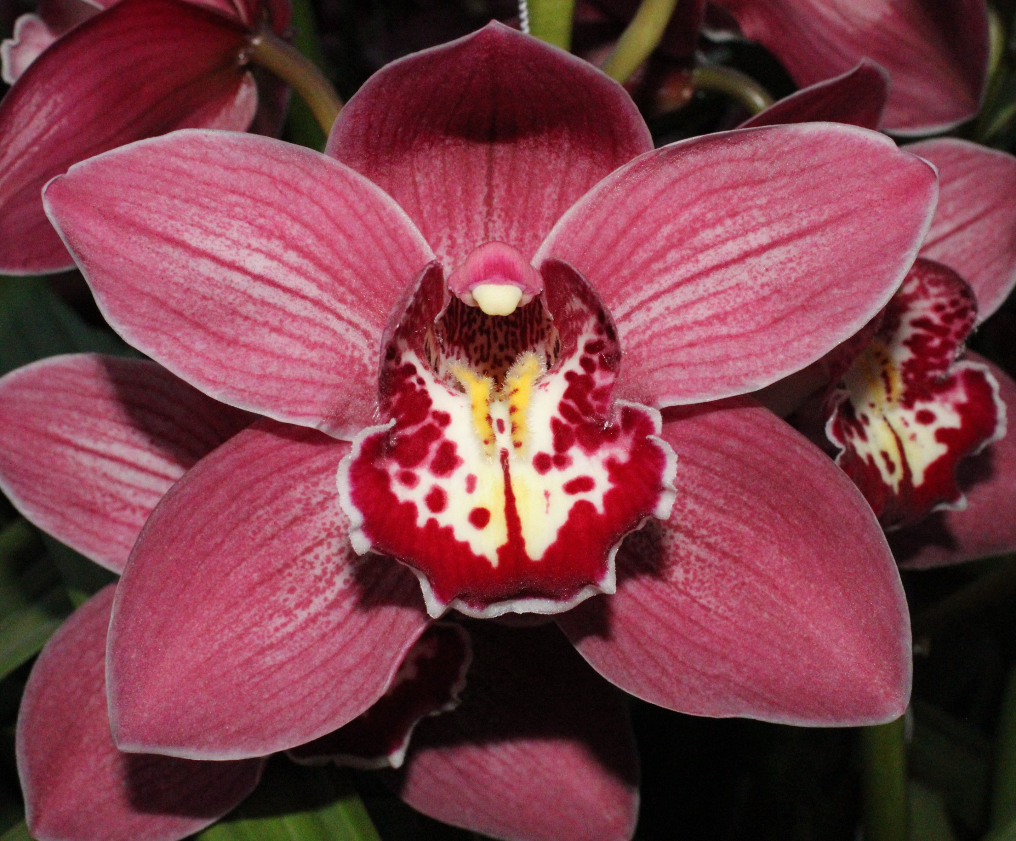 Cymbidium large flowered TRINITY