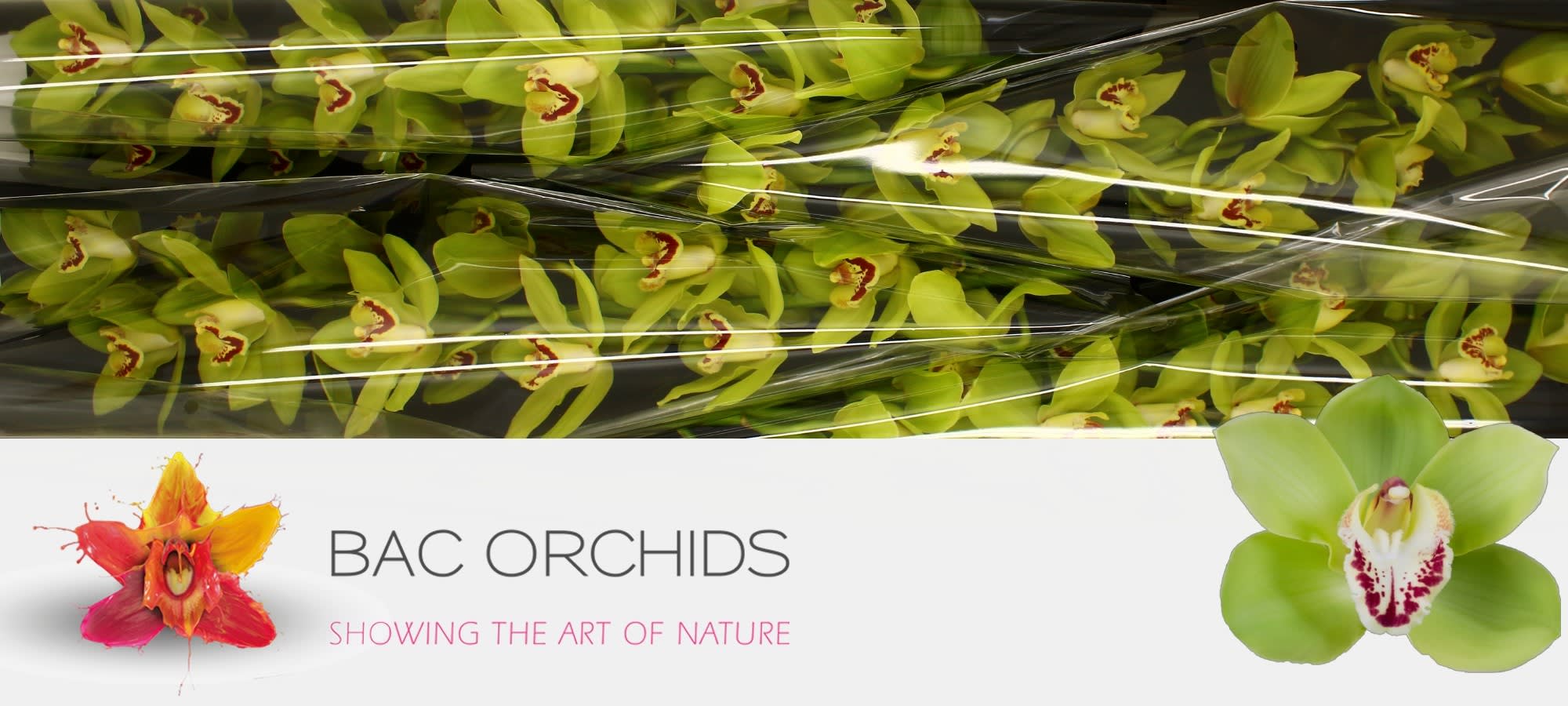 Cymbidium large flowered NOAH