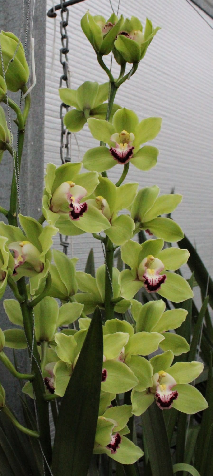 Cymbidium large flowered ALI ANDERSON