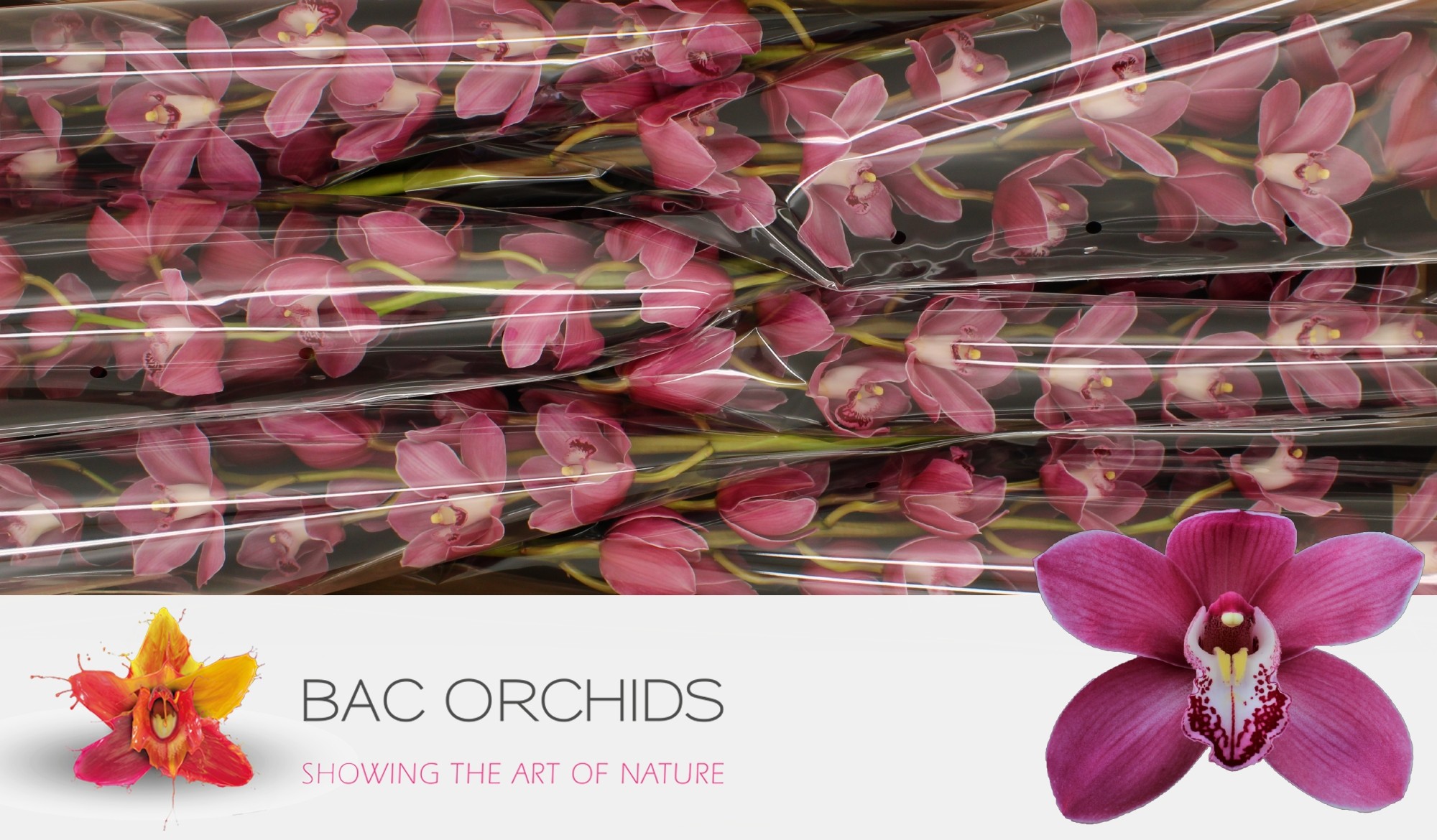 Cymbidium large flowered PRINCESS