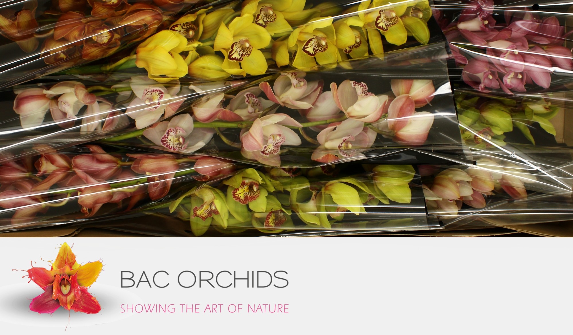 Cymbidium large flowered GEM