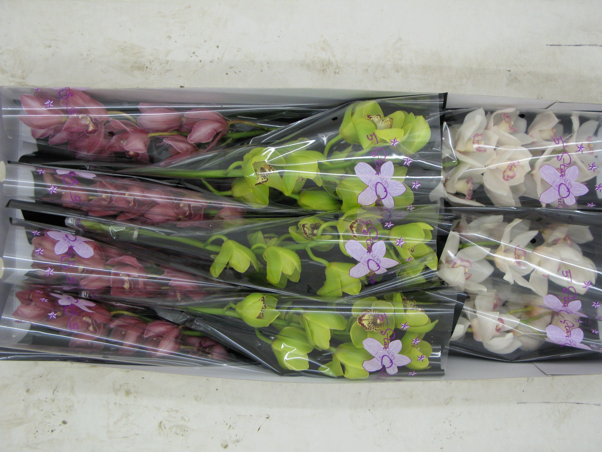 Cymbidium large flowered VALENTINE MIX