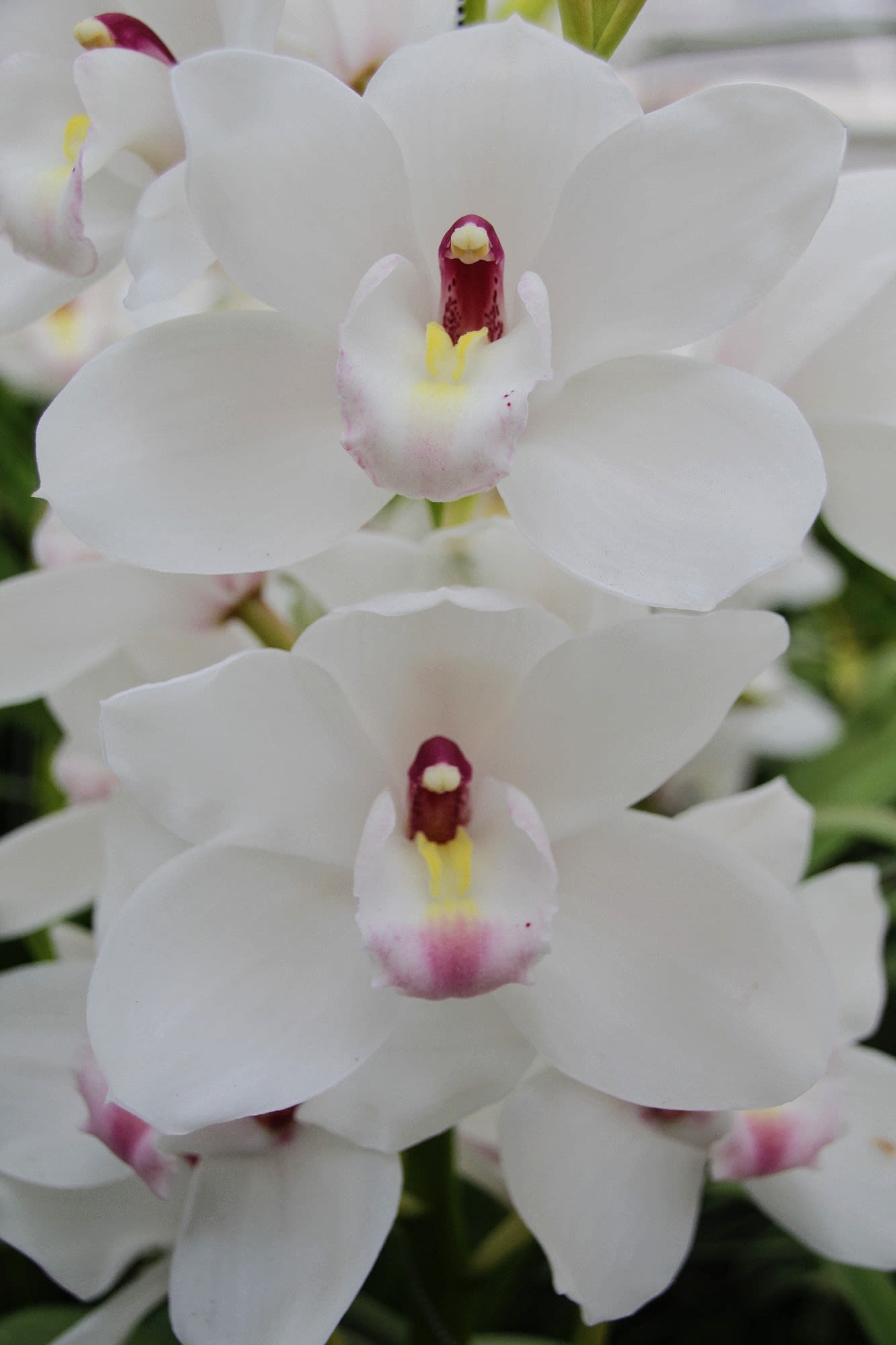 Cymbidium large flowered DOS PUEBLOS