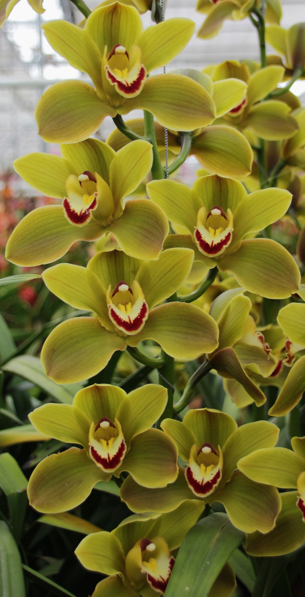Cymbidium large flowered JUNGLE TRAIL