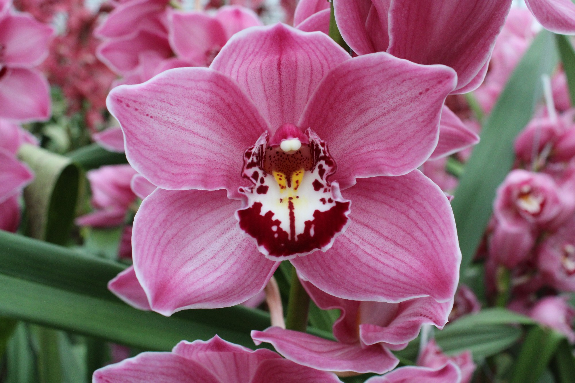 Cymbidium large flowered FANTACY